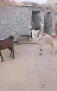 بز پاکستانی