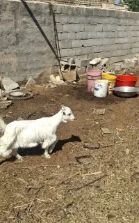 بزغال سانا هست