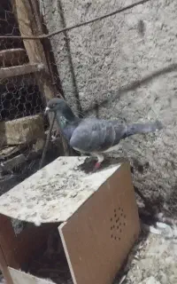 کبوتر تهرانی وپلاکی