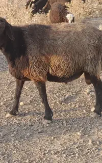 قوچ قزل افشار