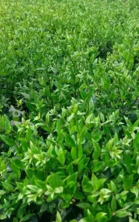 فروش گل یاس وپالم