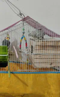 عروس هلندی جفت