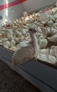 گوشتی