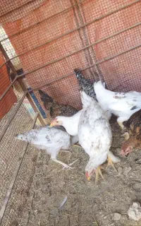 مرغ و خروس