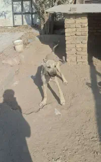 سرابی ماده 6 ماهه