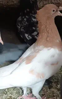کفتر