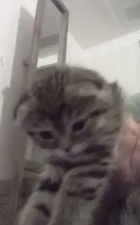 بچه گربه ۲ ماهه اسکاتیش ناز