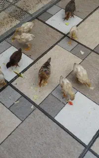 جوجه