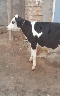 ۳راس گوساله ماده سیمنتال