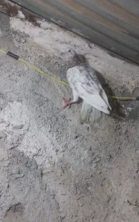 سار