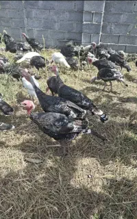 بوقلمون نر و ماده