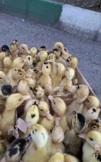 جوجه خوشگل و زیبا