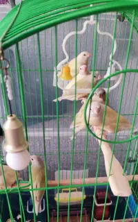 فروش۴تا گلدین جوان