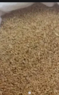 گندم امسالی ابی تمیز