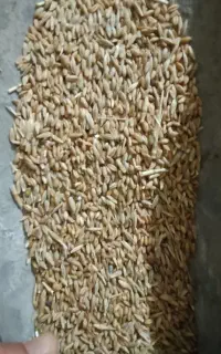 گندم وجو مخلوط