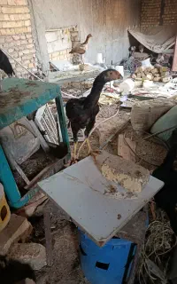 فروش مرغ و خروس محلی اصل و لاری