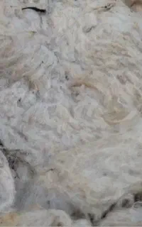 پشم گوسفند