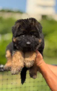 سگ‌ ژرمن شیپهرد