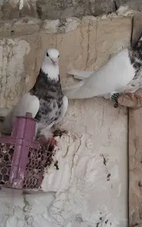 طوقی شازده کبوتر