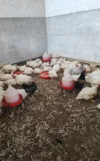 انبار مرغ زنده سرابله ۲۵۰