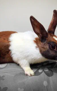 یک خرگوش ماده بالغ