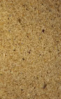 بذر