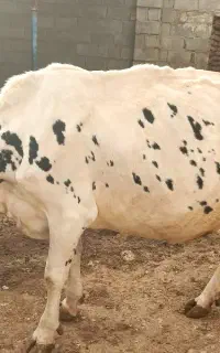 فروش یک راس گاو