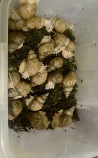 فروش فارم حلزون