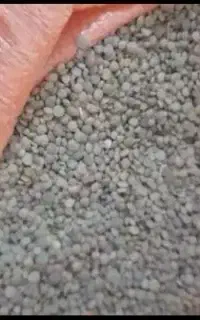 عدس درصوفیان