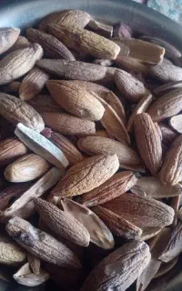 بلوط خشک تمیز کیلو50