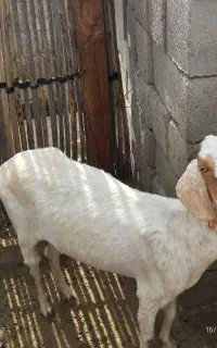 گوسفند