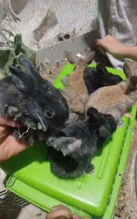بچه خرگوش