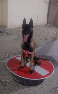 سگ نژاددارحرف گوش کن