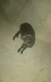 گوسفند‌ماده