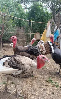 بوقلمون برنز