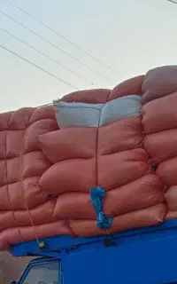 کاه درشت و نرم بدون خاک