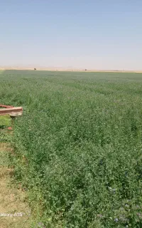 فروش یونجه