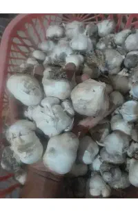 سیر فروشی