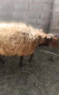 قوچ افشاری