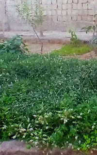 گیاه نعناع