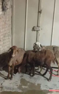 میش جوان رو چفته
