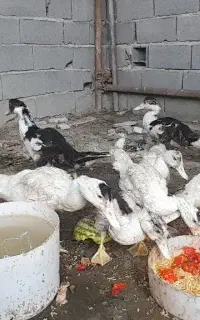 جوجه اردک ۳ماهه