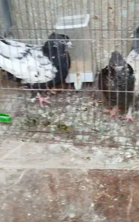جوجه سینی ماده