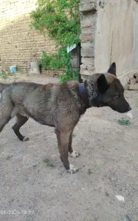 واگذاری سگ هاسکی اصیل ۱ ساله