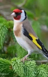 سهره