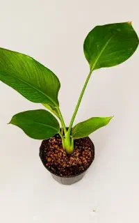 گیاهان آپارتمانی