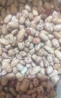 لوبیا چیتی درجه یک