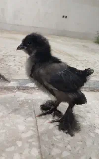 جوجه مرندی خالص ۱ ماهه و ۱۷ روزه