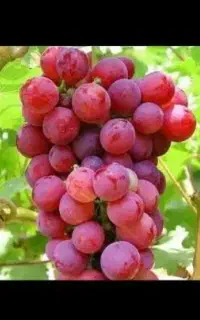 کود ارگانیک  افزایش ۳۰٪ تناژ، کاهش آب و سم
