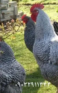 جوجه ۱۰روزه آمروک آمریکایی